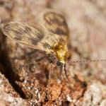 Phorid Fly