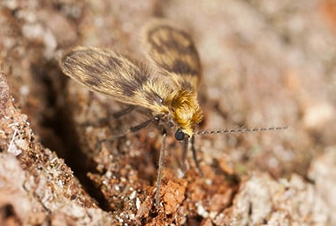 Phorid Fly