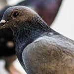 Pigeon