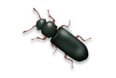 Lyctid Powderpost Beetle