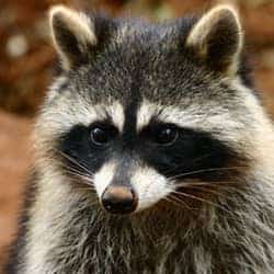 raccoon