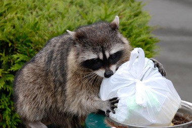 Humanely Trapping Raccoons, Foxes, Skunks and More - Countryside