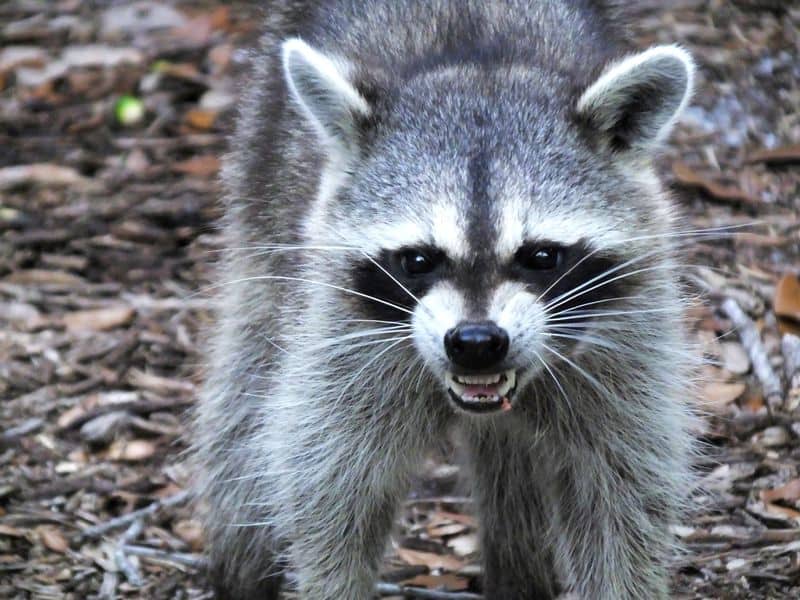 How Dangerous Are Raccoons? | Rottler Pest Solutions