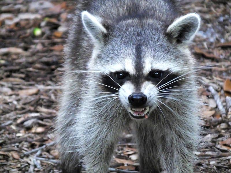 How Dangerous Are Raccoons Rottler Pest Solutions