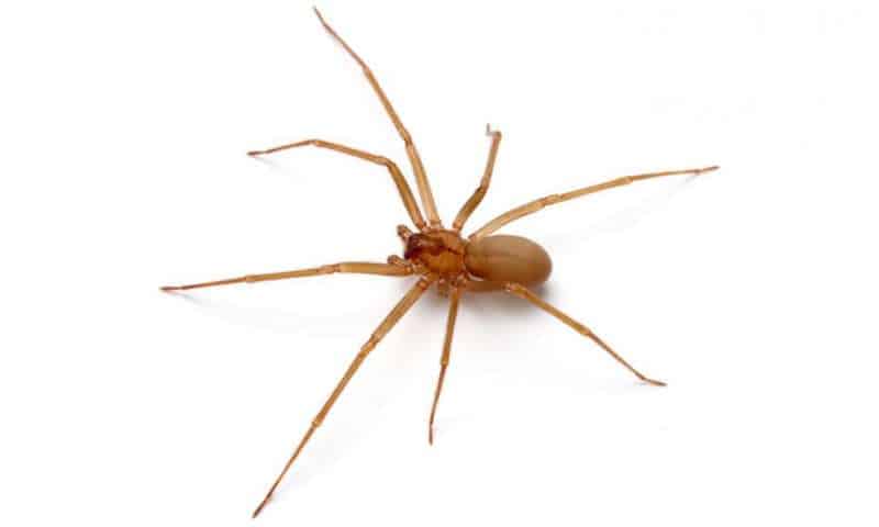 brown recluse