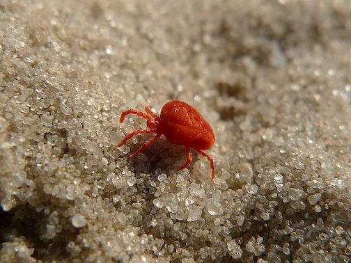 red clover mite in sand