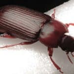 Red Flour Beetle