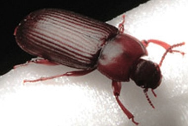 Red Flour Beetle