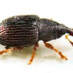 Rice Weevils