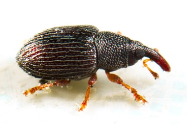 Protect Stored Grains from Weevils