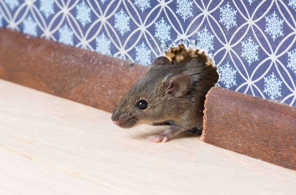 Very large mouse or rat? Southwest Missouri, Table Rock Lake. : r