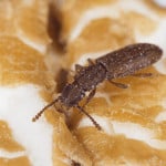 Sawtoothed Grain Beetle