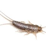 Silverfish