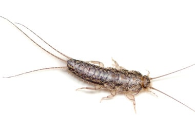 Silverfish  Pest Information & Prevention Tips