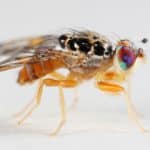 Small Fruit Fly