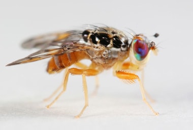 Small Fruit Fly