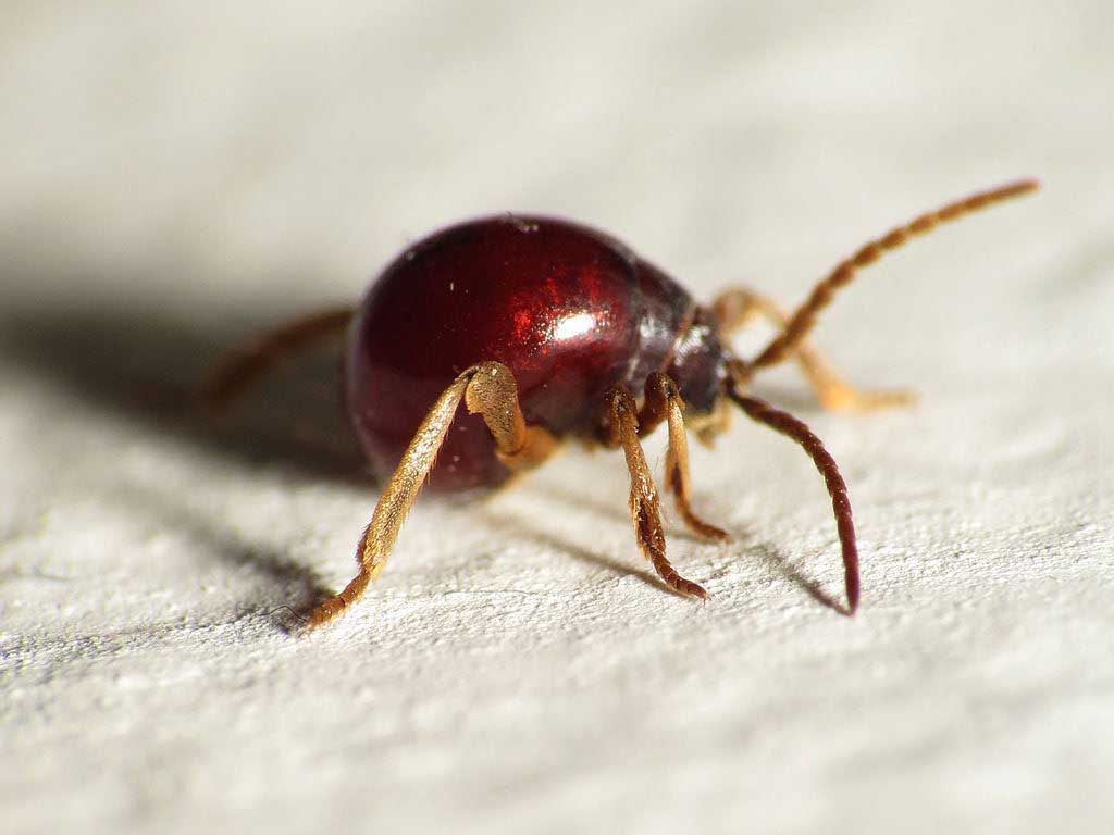 tiny, red spider beetle on a piece of paper