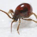 Spider Beetle