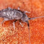 Springtail