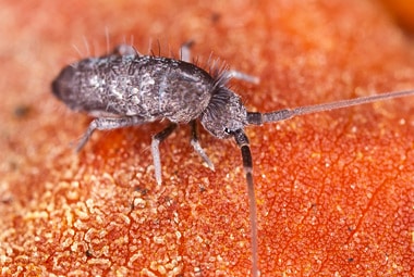 Springtail