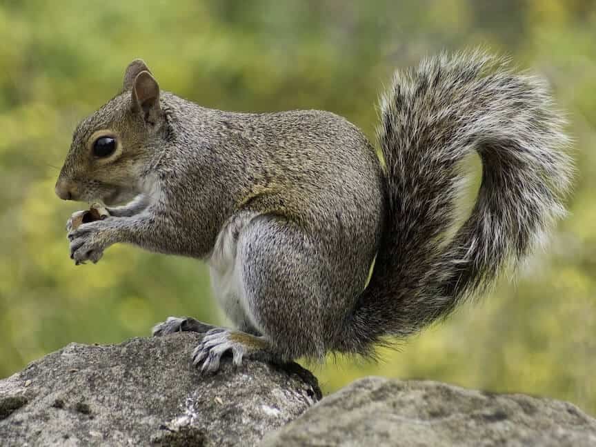 squirrel-eating-nut