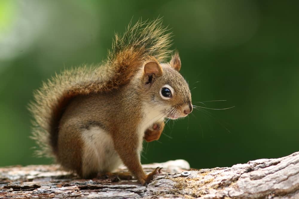 serious squirrel