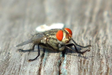 Stable Fly