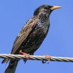 Starling