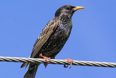 Starling