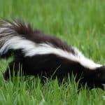 Striped Skunk