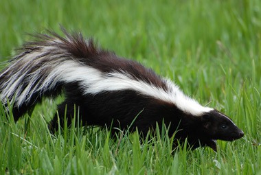 Striped Skunk