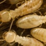 Subteranian Termite