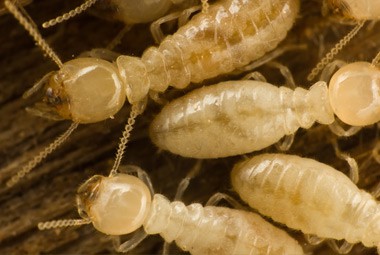 Subteranian Termite