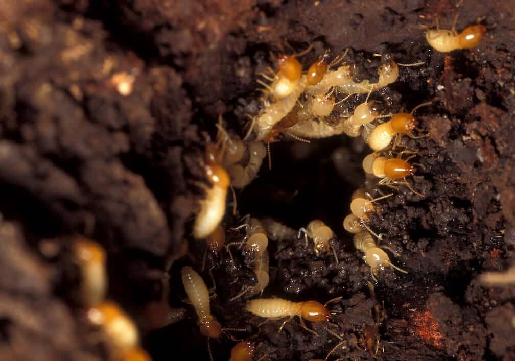 subterranean-termites