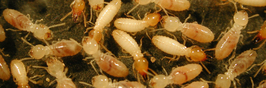 termites