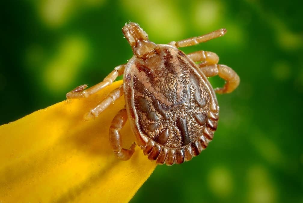 tick on the end of a blade of grass