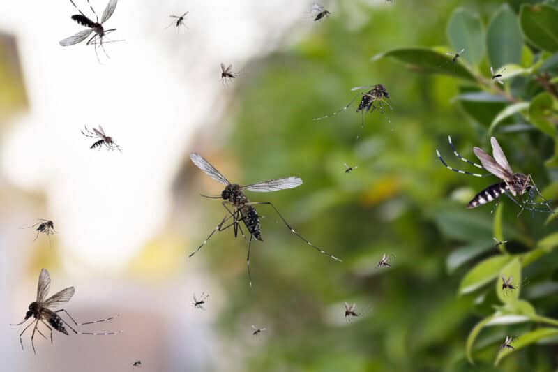 4 Tips to Reduce Mosquitoes in Your Yard