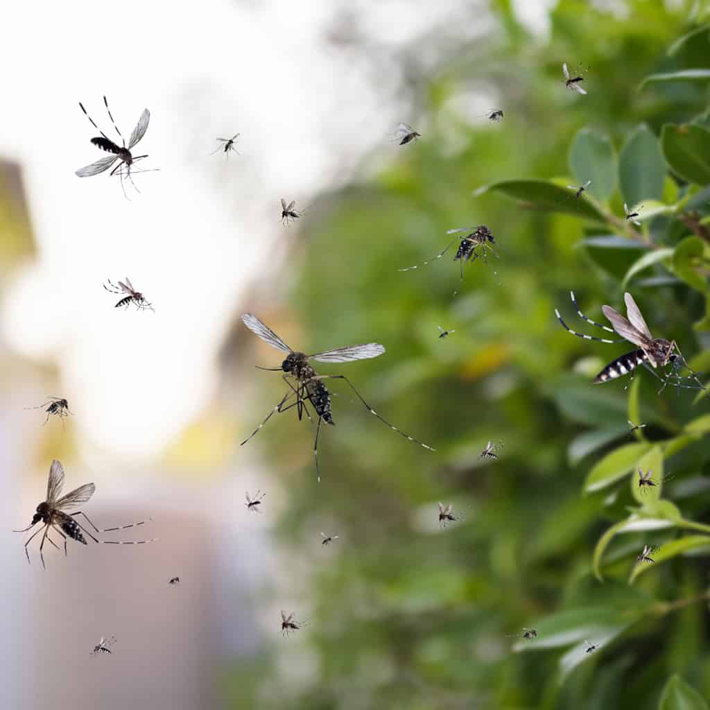 4 Tips to Reduce Mosquitoes in Your Yard