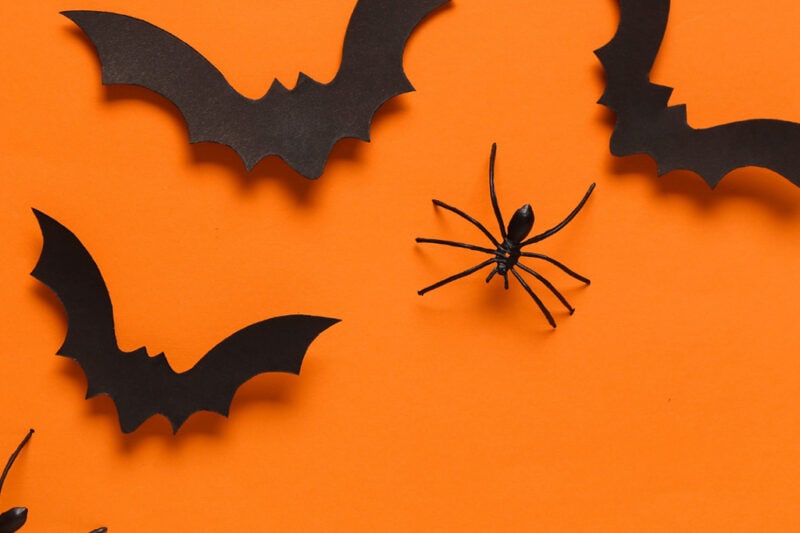 Top Pests to Watch Out for This Spooky Season