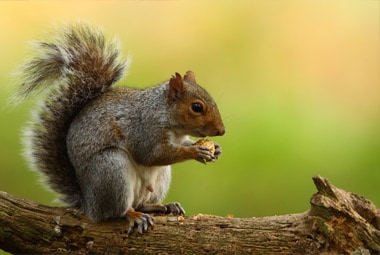 Tree Squirrel