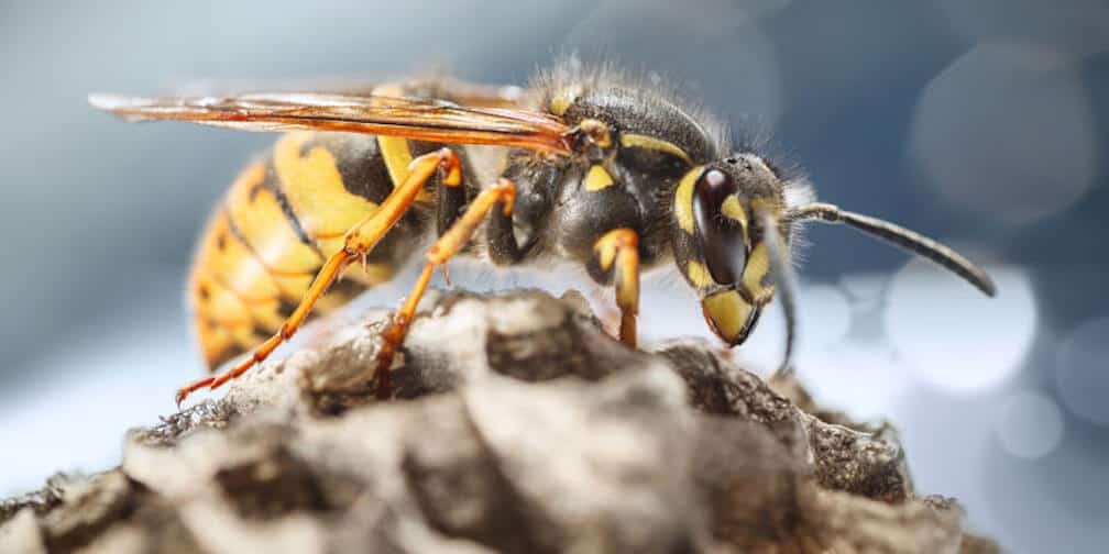 wasp on hive