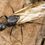 Carpenter Ant