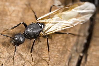 Carpenter Ant