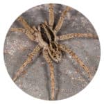 Wolf Spider
