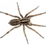 Wolf Spider