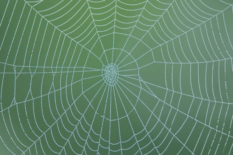 Wolf Spider vs. Brown Recluse: How to Tell the Difference