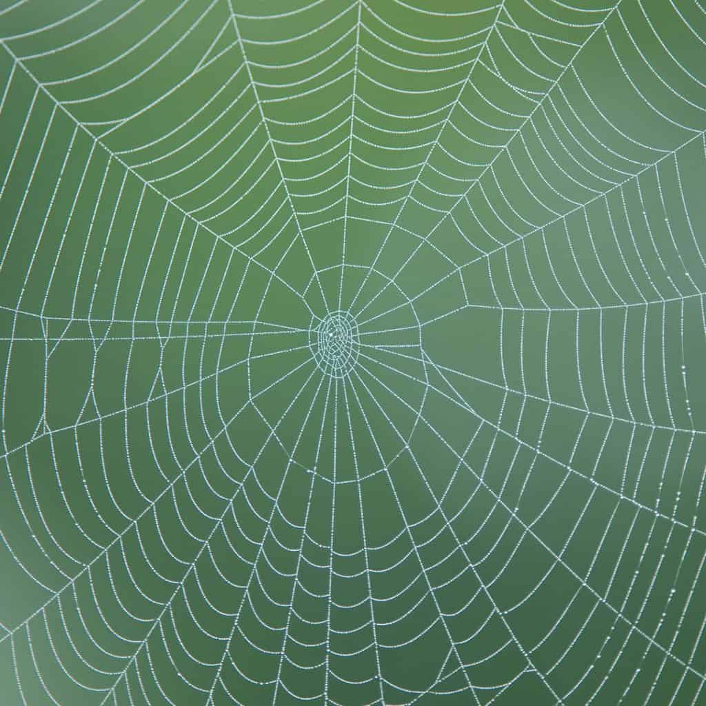 Wolf Spider vs. Brown Recluse: How to Tell the Difference