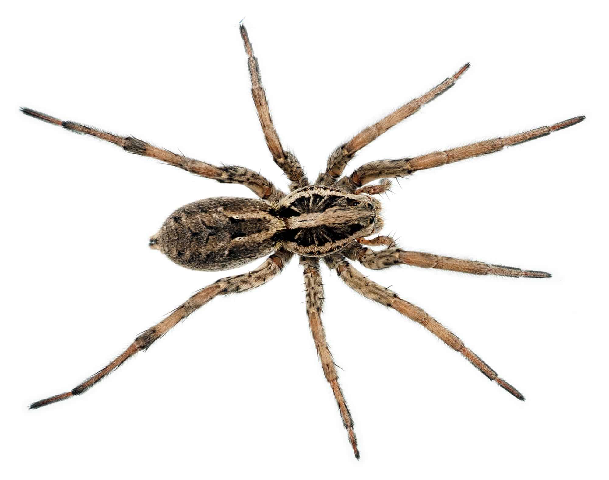 brown recluse vs wolf spider