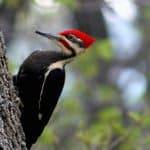 Woodpecker