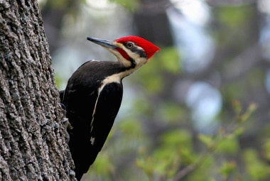 Woodpecker